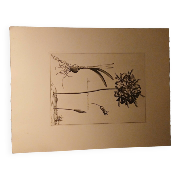 Rare Gravure XVIIe - Nicolas Robert (Peintre du Roi) - L'Amaryllis Roy