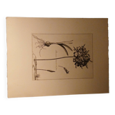 Rare Engraving XVII - Nicolas Robert (Painter to the King) - The Amaryllis Royal