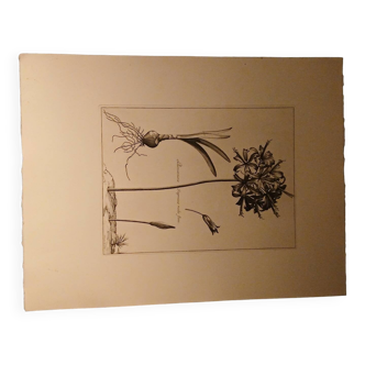 Rare Engraving XVII - Nicolas Robert (Painter to the King) - The Amaryllis Royal