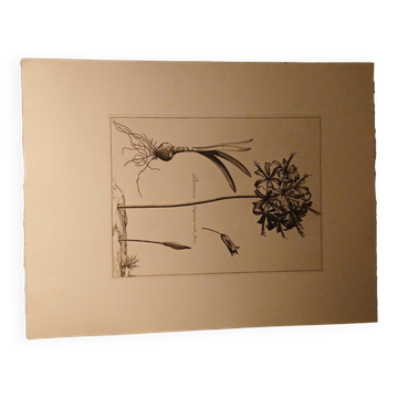 Rare Engraving XVII - Nicolas Robert (Painter to the King) - The Amaryllis Royal