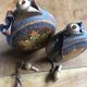 Decoration gourds old folk art