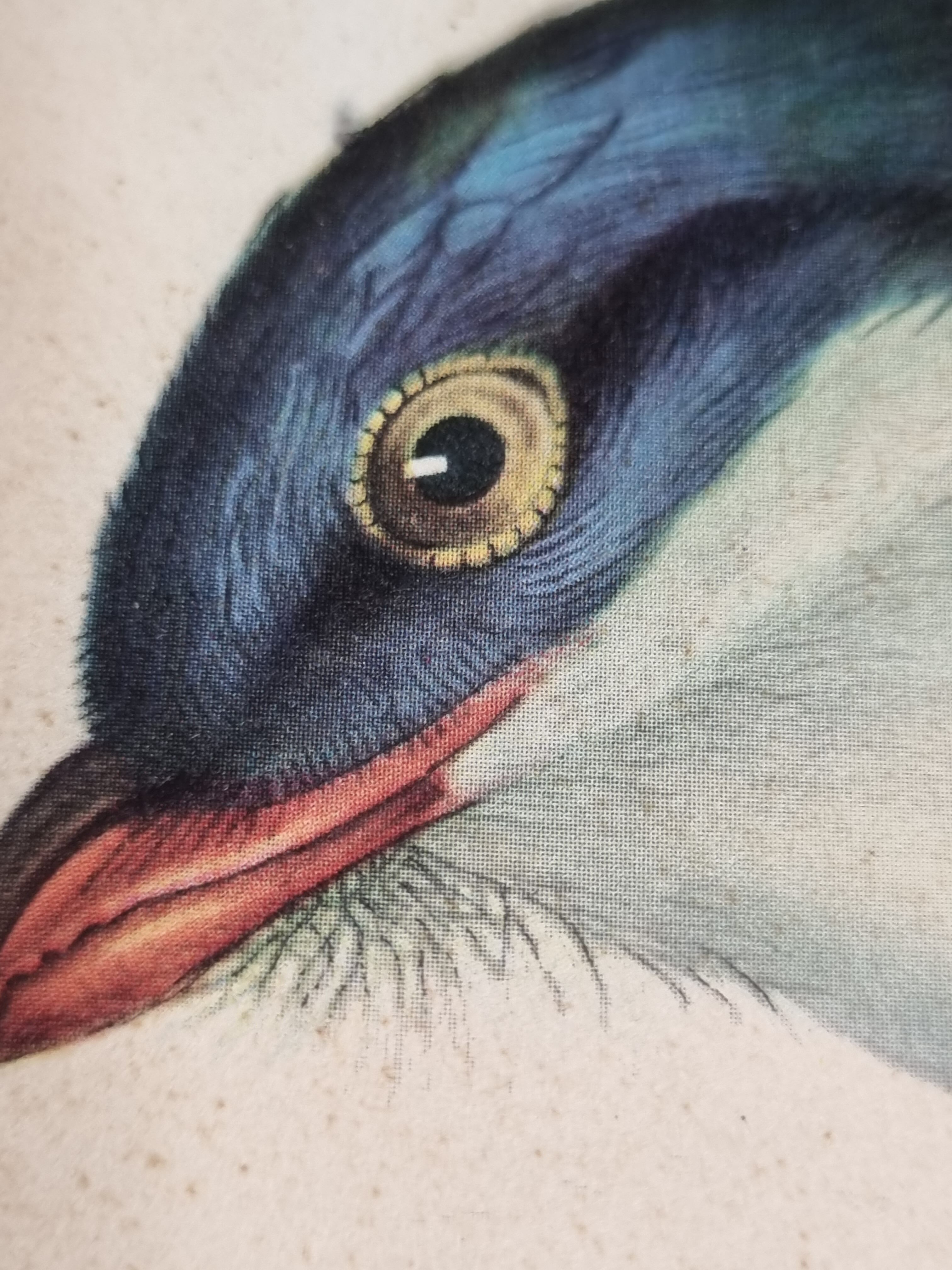 Two orthinological plates framed vintage, after J. & E. Gould (1955)