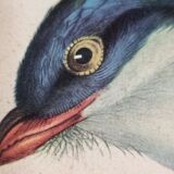 Two orthinological plates framed vintage, after J. & E. Gould (1955)