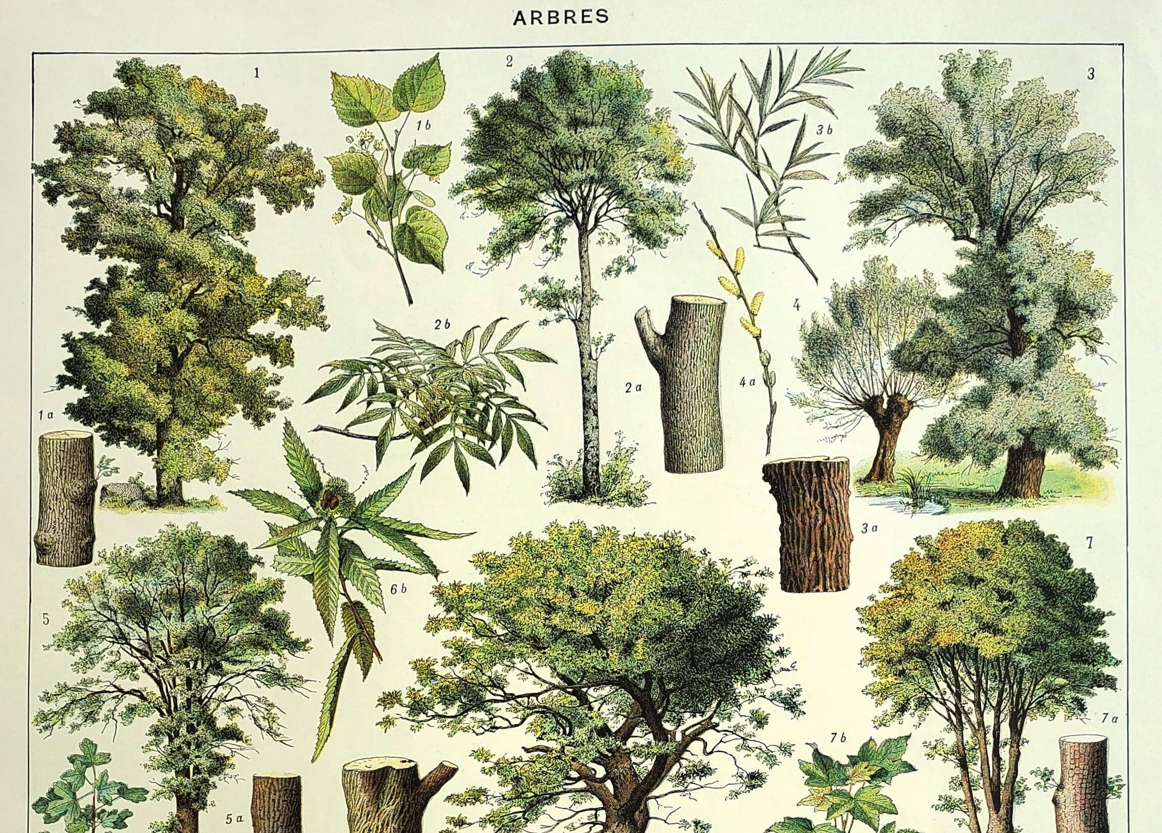 Botanical engraving 1928 A. Millot - Trees 2, bark, trunk, leaves