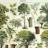 Botanical engraving 1928 A. Millot - Trees 2, bark, trunk, leaves