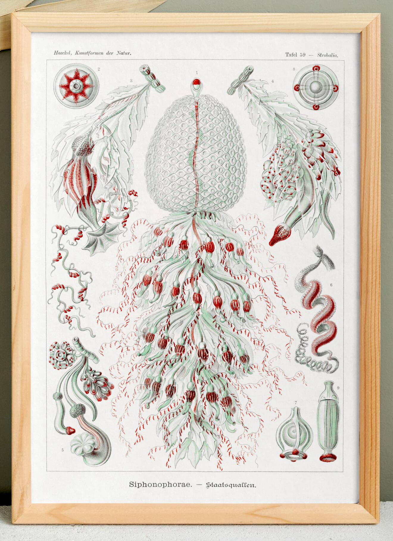 Poster about siphonophore plankton, based on an old lithograph