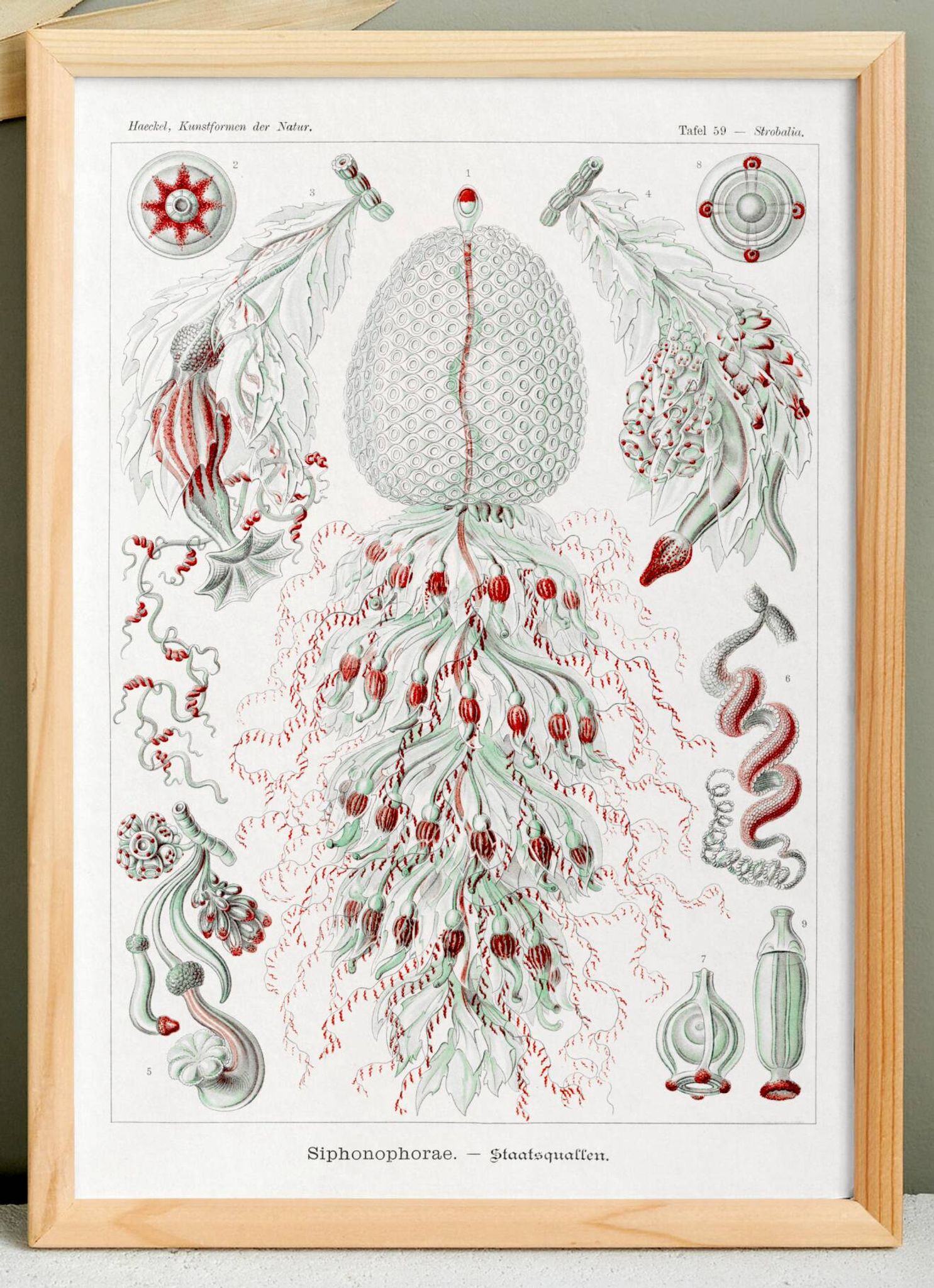 Affiche sur les planctons siphonophores, d’après une lithographie ancienne