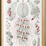 Poster about siphonophore plankton, based on an old lithograph