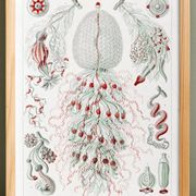 Affiche sur les planctons siphonophores, d’après une lithographie ancienne