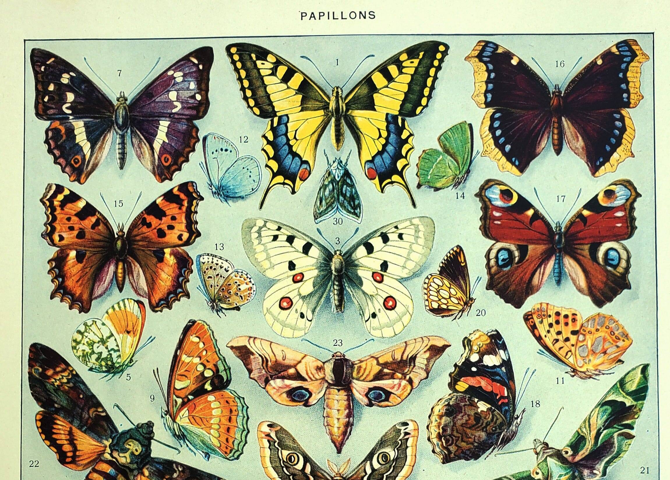Gravure ancienne - 1928 - Papillons d'Europe par A. Millot - Lithographie
