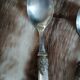 8 antique place settings
