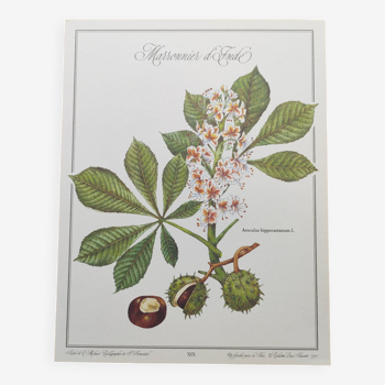 Botanical engraving - Horse chestnut - Plant and tree board