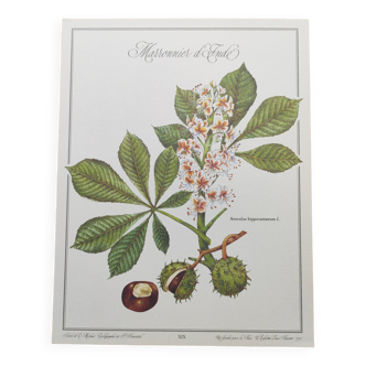 Gravure botanique -Marronnier d'Inde- Planche de plante et d'arbre