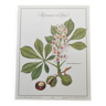 Botanical engraving - Horse chestnut - Plant and tree board