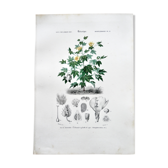 Planche de botanique