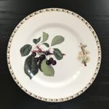 Lot of 6 plates botanical decoration