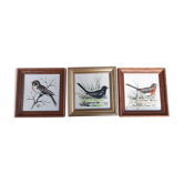 Series of 3 bird frames