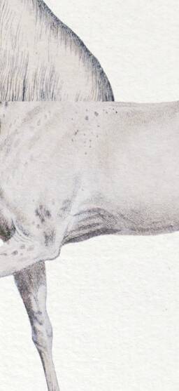 Chimera lithograph engraving animal - the guéréval