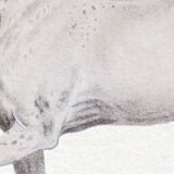 Chimera lithograph engraving animal - the guéréval