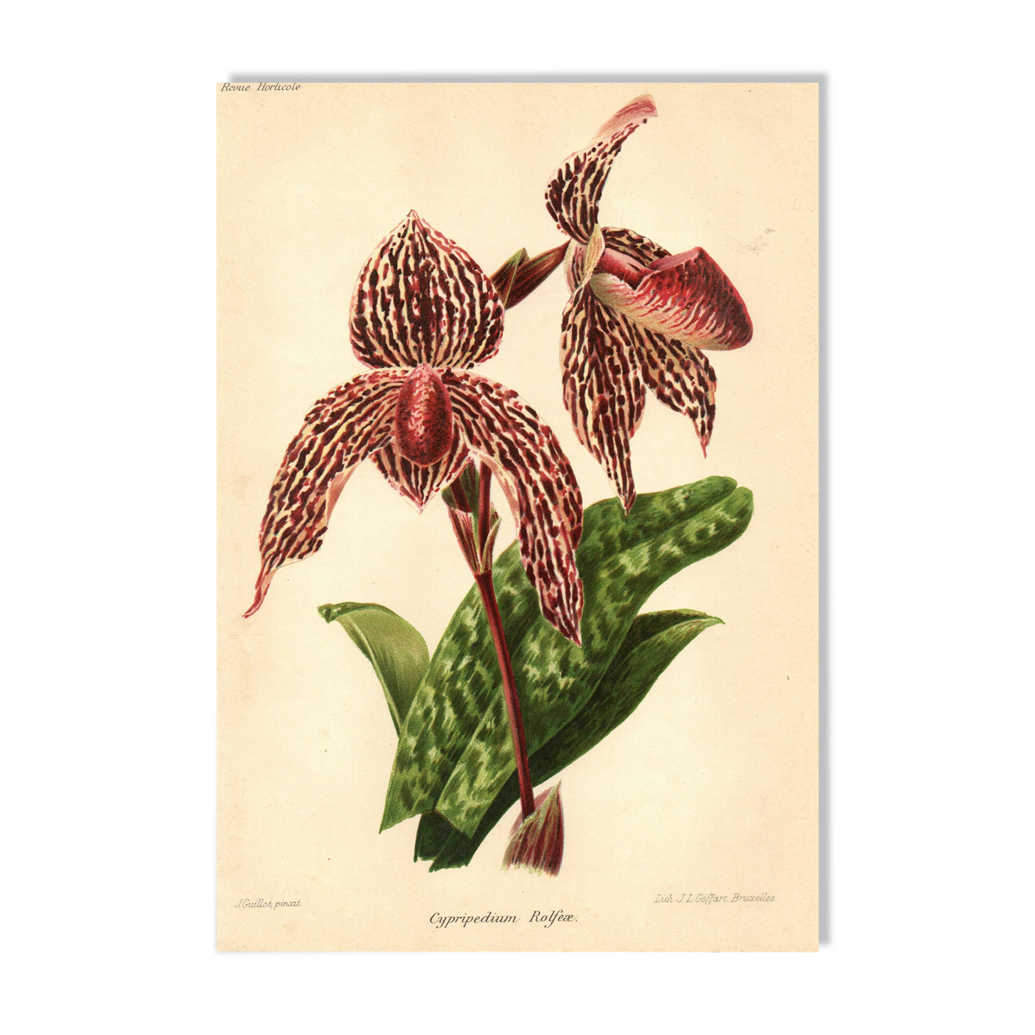 Botanical Engraving 1911 - Rolfae Orchid - Vintage floral lithograph