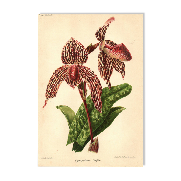 Lithographie, gravure botanique 1911 - Orchidée Rolfae — Beyit