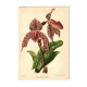 Botanical Engraving 1911 - Rolfae Orchid - Vintage floral lithograph