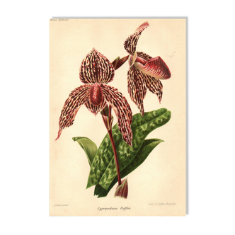 Botanical Engraving 1911 - Rolfae Orchid - Vintage floral lithograph