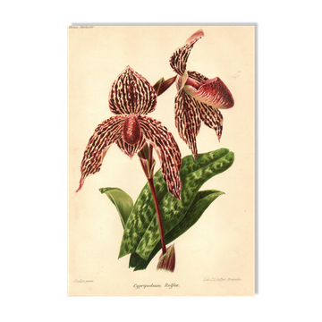 Lithographie, gravure botanique 1911 - Orchidée Rolfae