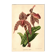 Botanical Engraving 1911 - Rolfae Orchid - Vintage floral lithograph
