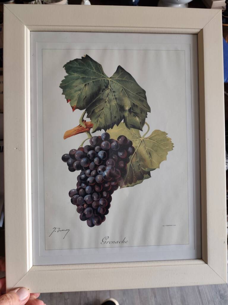 Framed reproduction lithograph of the ampelography treaty by Viala 1901.