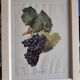 Framed reproduction lithograph of the ampelography treaty by Viala 1901.