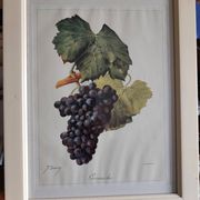 Framed reproduction lithograph of the ampelography treaty by Viala 1901.