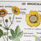 vintage school poster MDI the reuncrate / cruciferous