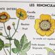 vintage school poster MDI the reuncrate / cruciferous