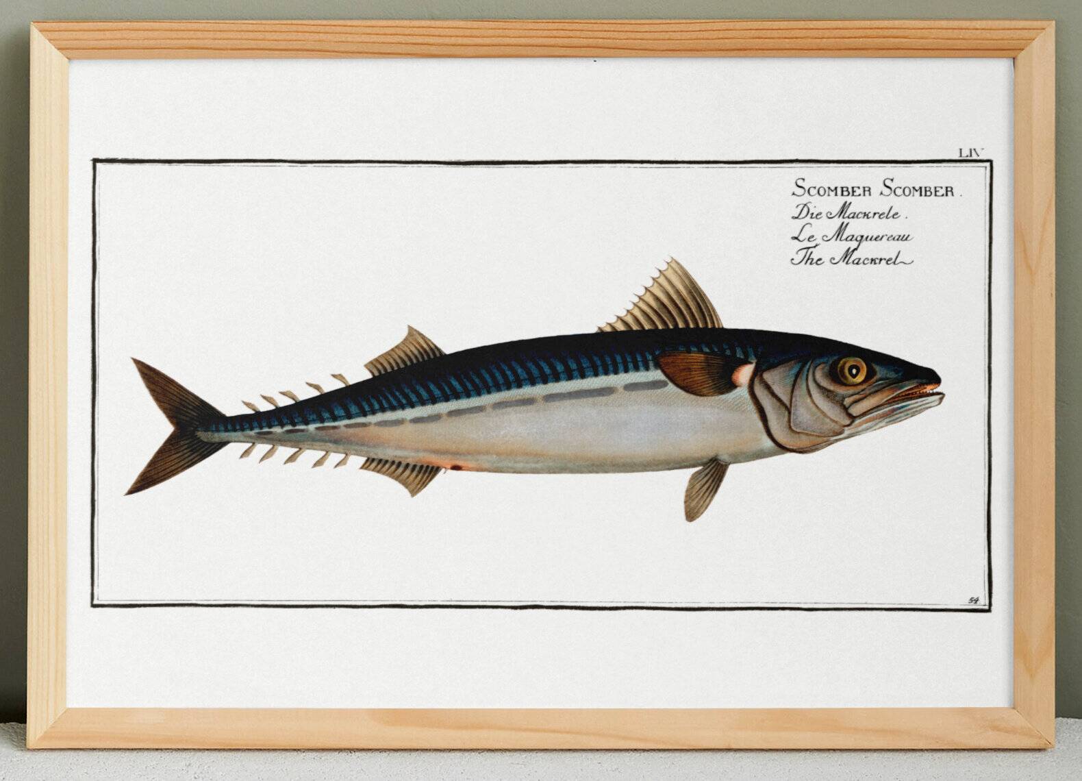 Poster about mackerel, based on an old engraving from 1746.