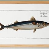 Poster about mackerel, based on an old engraving from 1746.