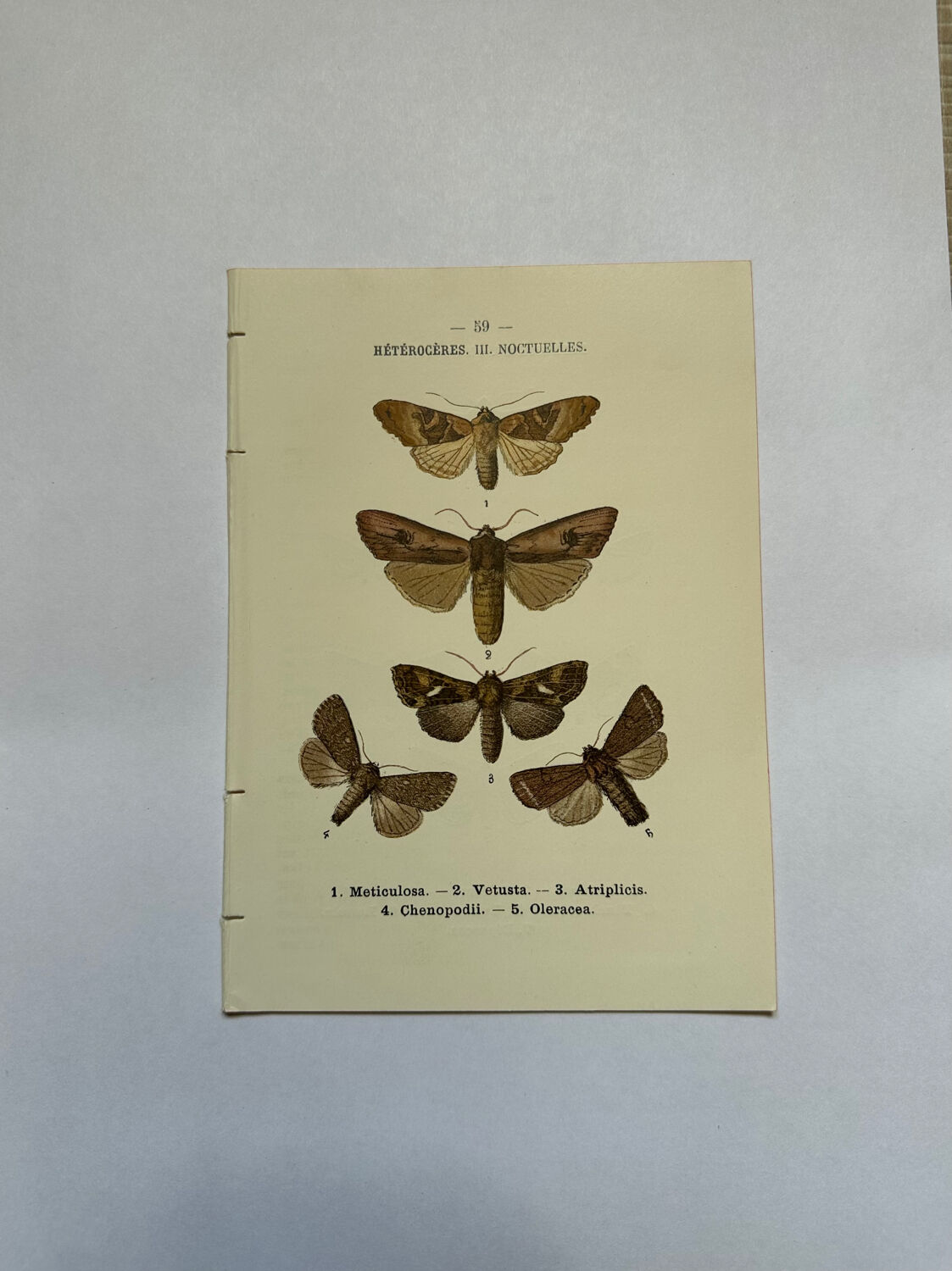 Botanical engraving butterflies double-sided naturalist plate Etching