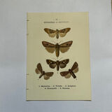 Botanical engraving butterflies double-sided naturalist plate Etching
