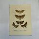 Botanical engraving butterflies double-sided naturalist plate Etching