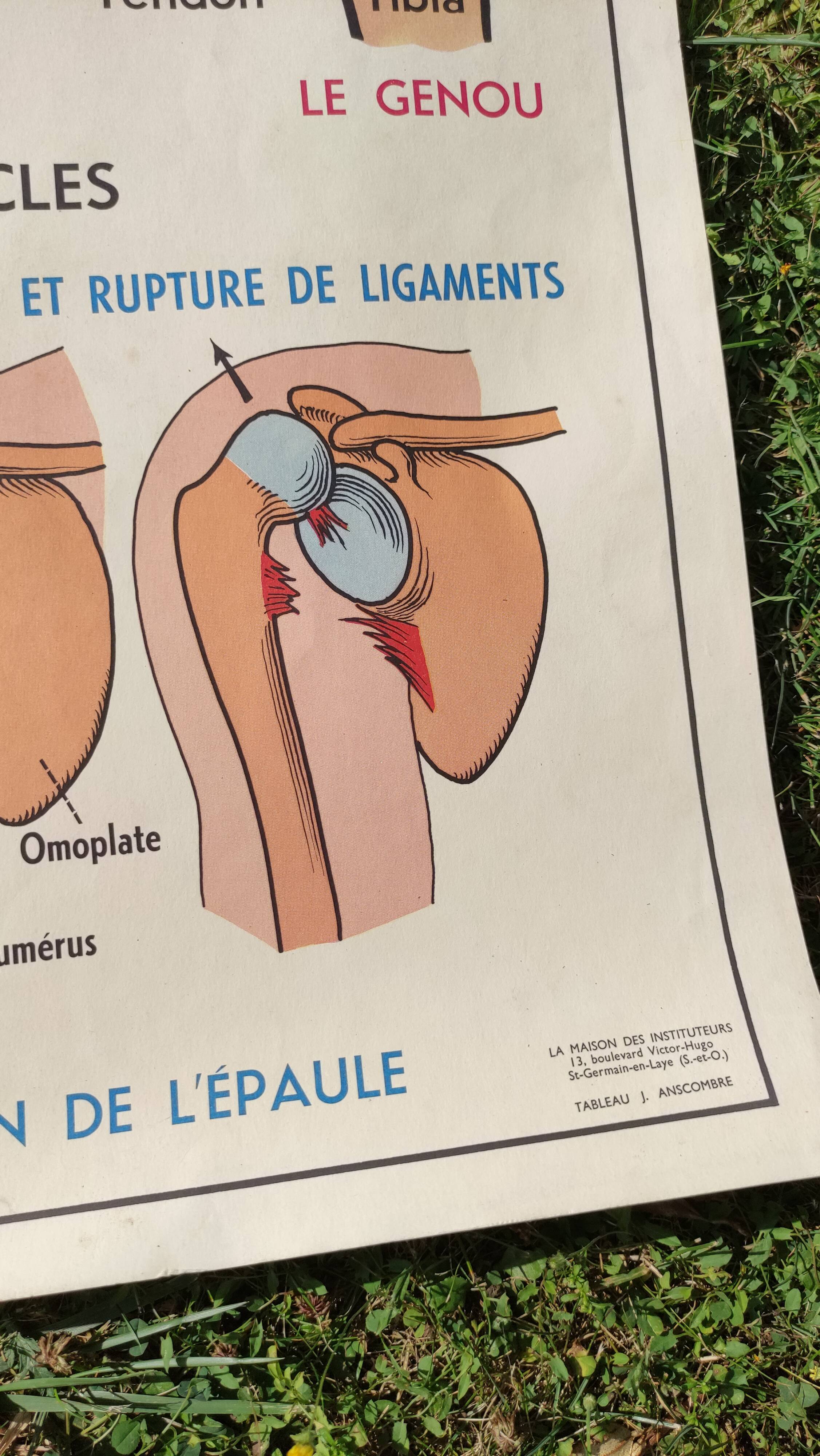 Educational poster on the skeleton and joints