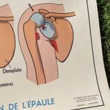 Educational poster on the skeleton and joints