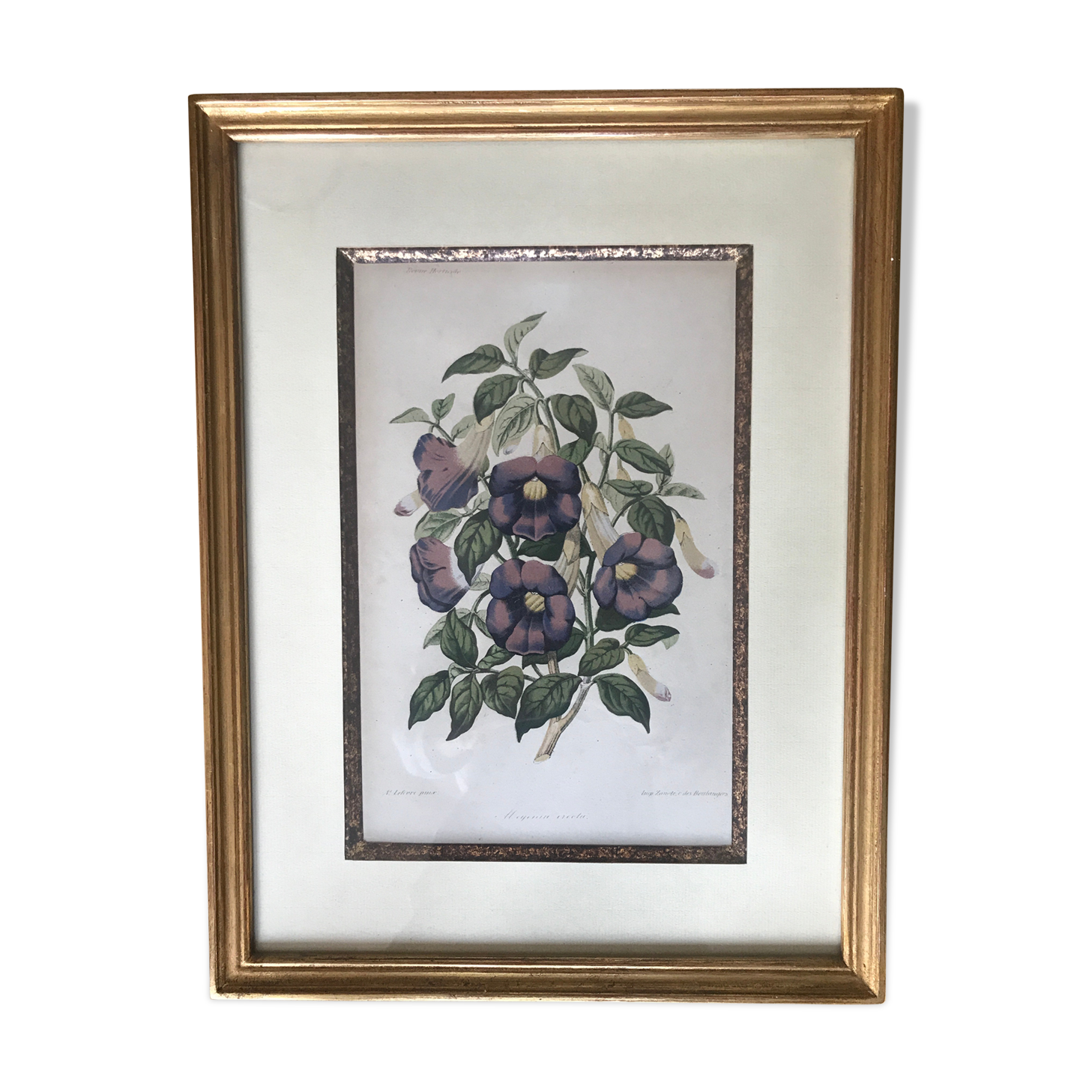Framed ancient botanical board