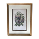 Framed ancient botanical board