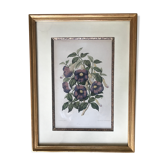 Framed ancient botanical board