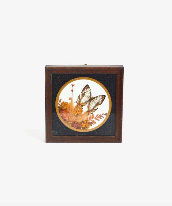 Cadre vitrine papillon