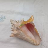 Shellfish