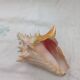 Shellfish