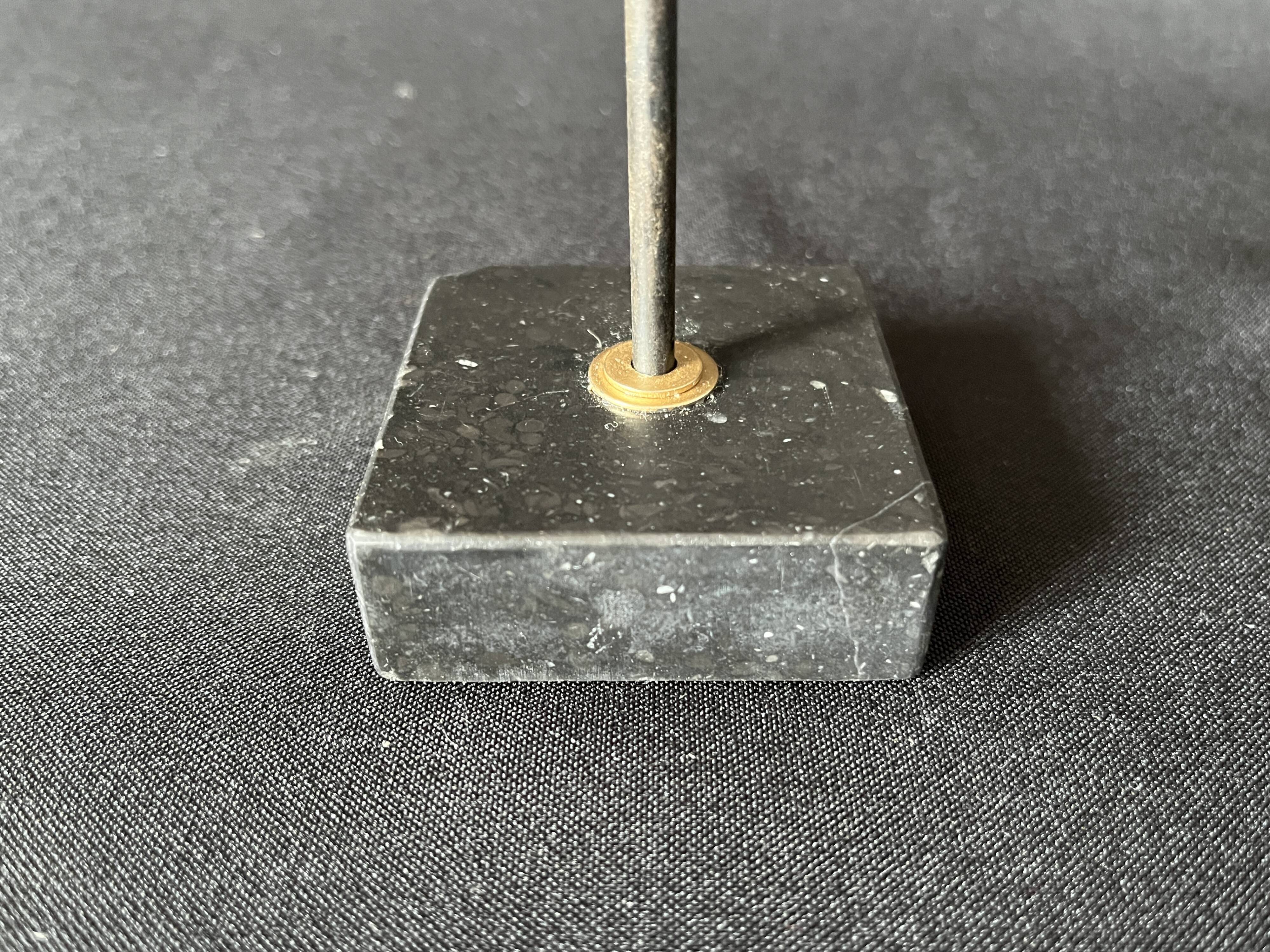 Étoile de mer naturelle sur socle marbre ancien cabinet de curiosités coquillage