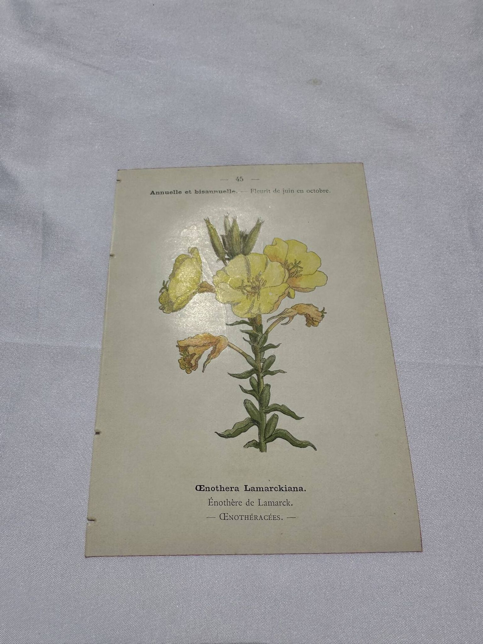Botanical plate drawing flower France 19th century