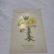 Botanical plate drawing flower France 19th century